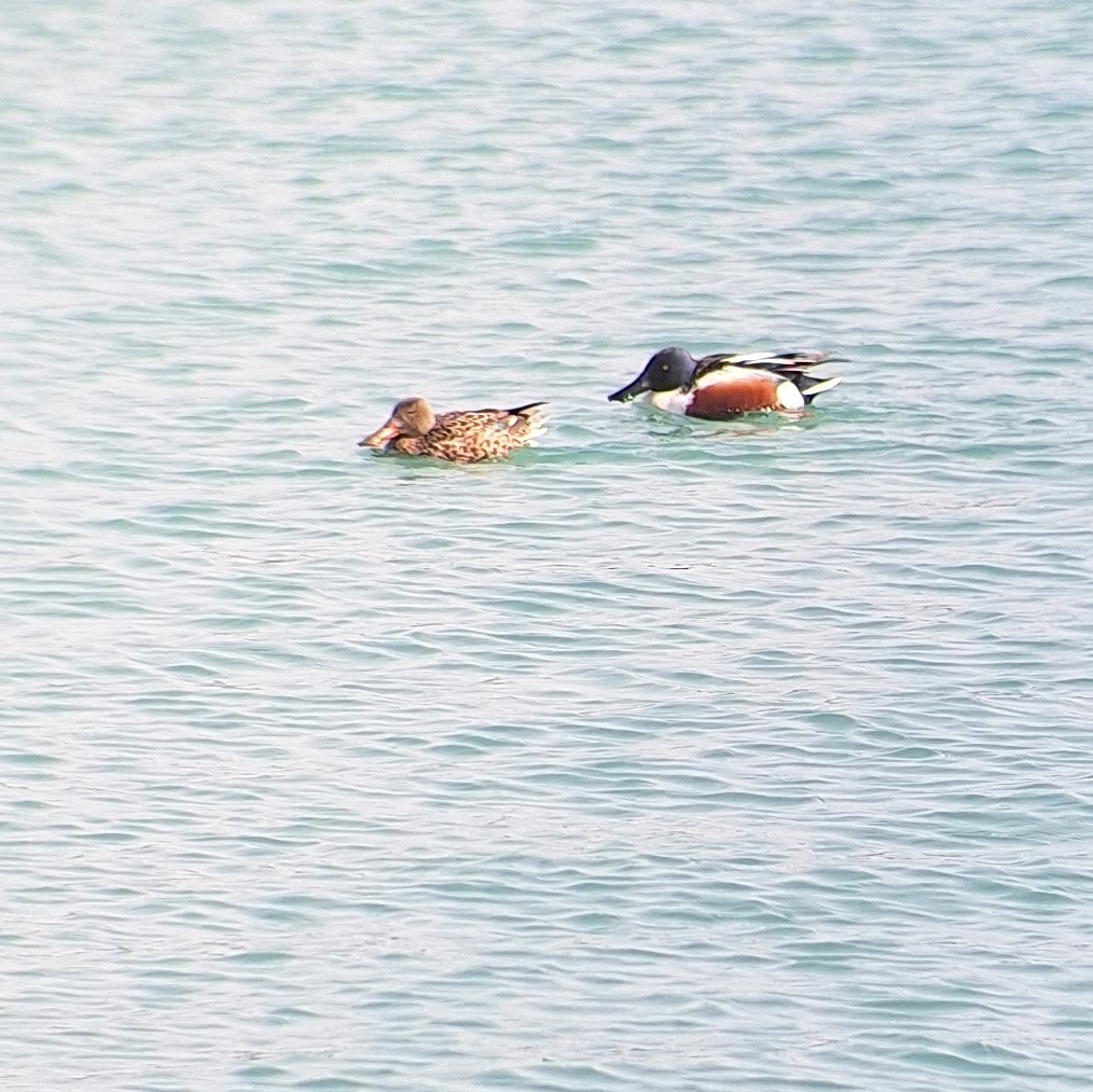 Northern Shoveler - Patrick M