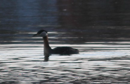 Red-necked Grebe - ML616255404