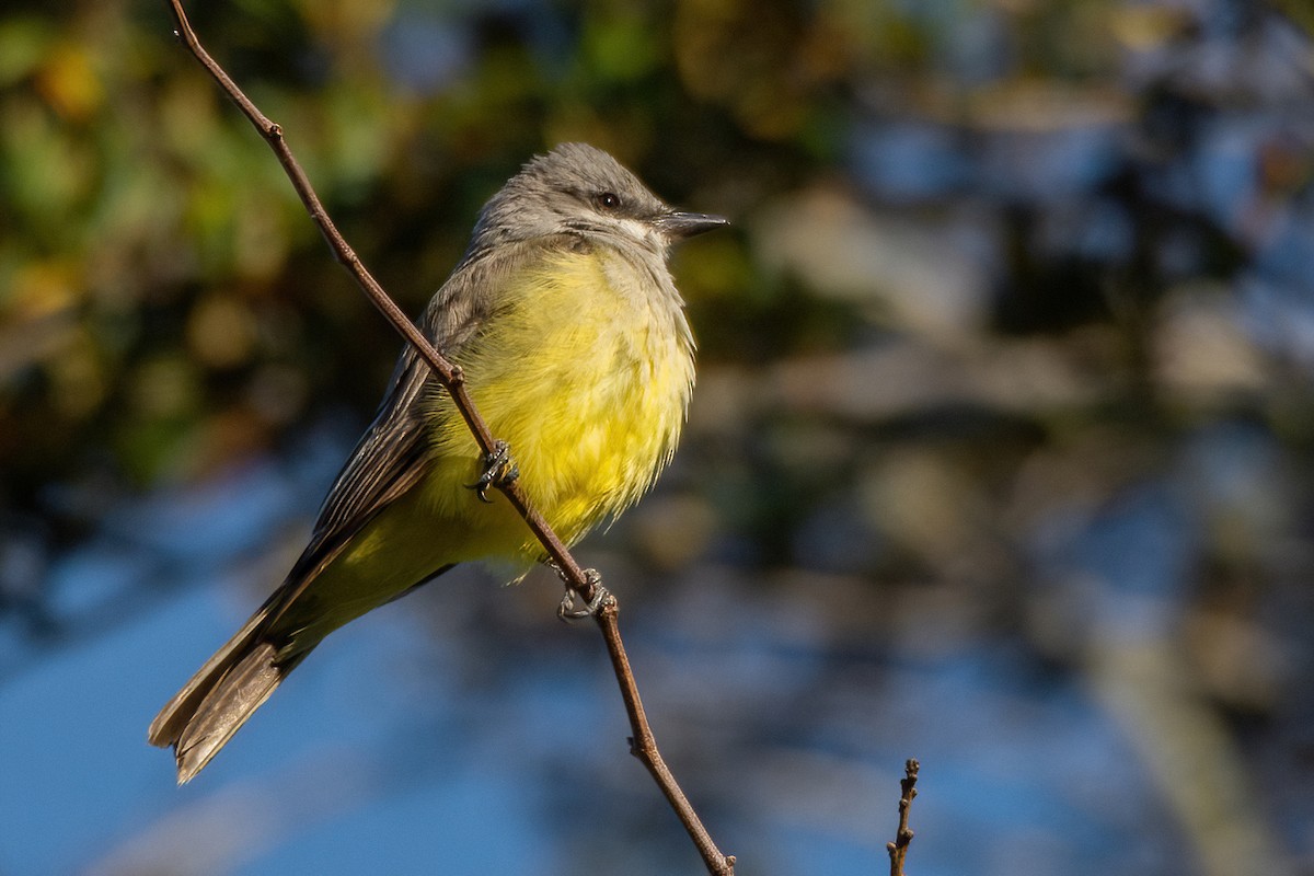 Western Kingbird - ML616255405