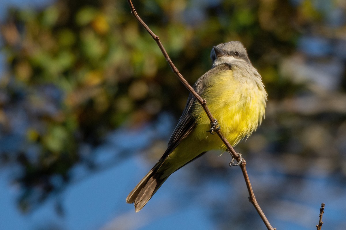 Western Kingbird - S. Hunter Spenceley