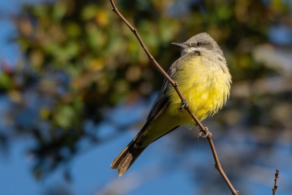 Western Kingbird - ML616255407