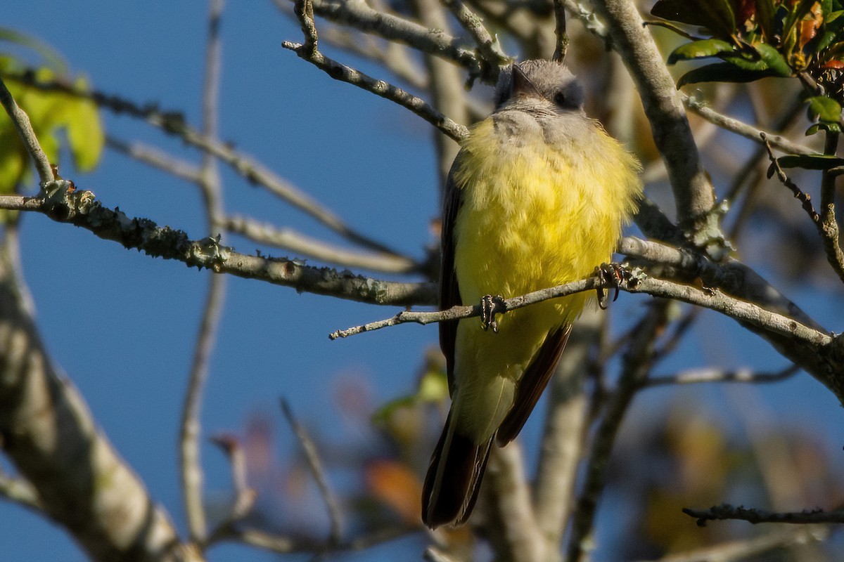 Western Kingbird - ML616255408