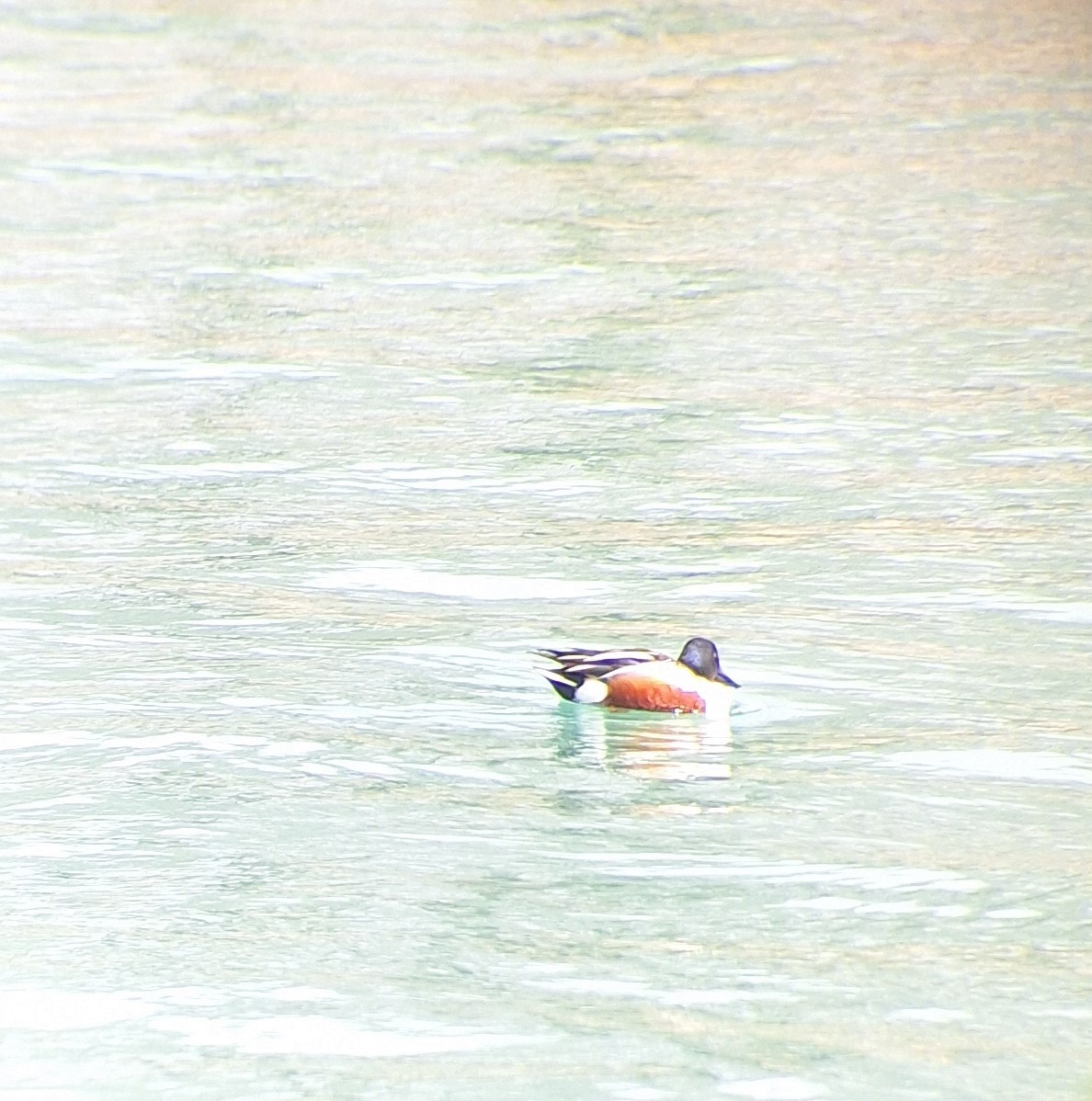 Northern Shoveler - Patrick M