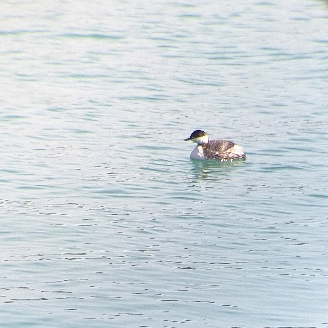 Horned Grebe - Patrick M