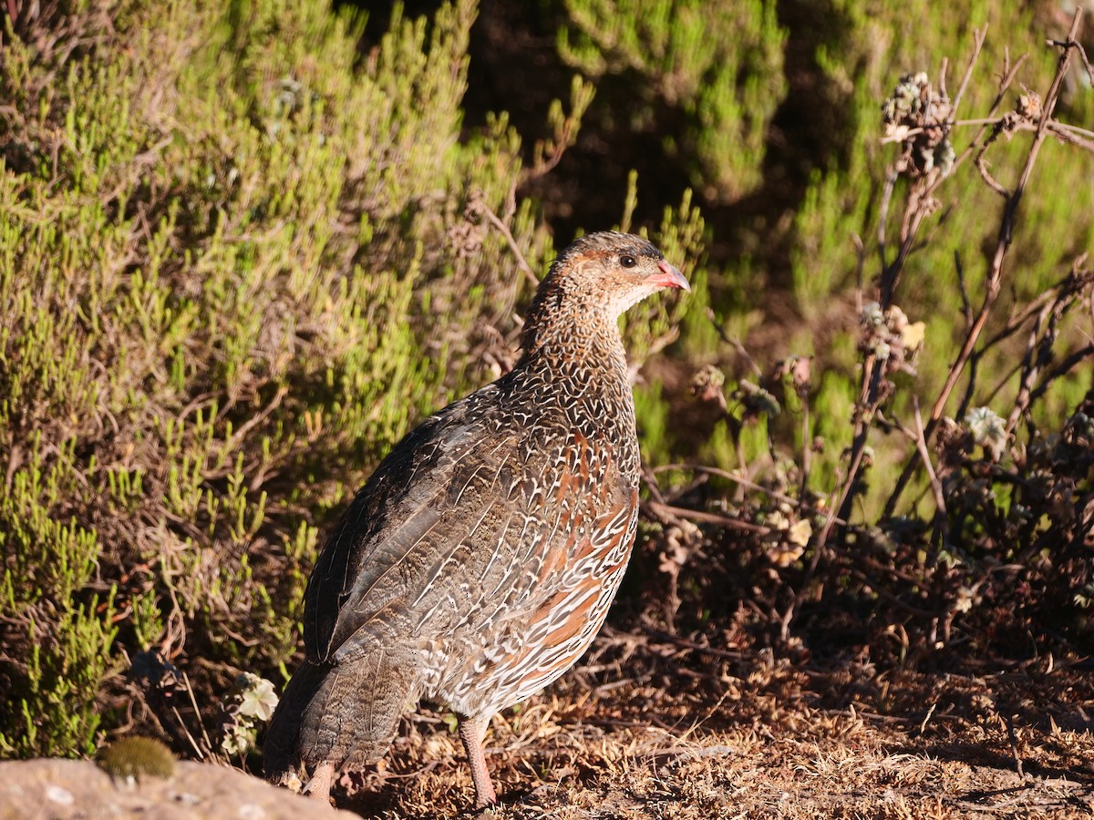 frankolín rezavokrký (ssp. castaneicollis) - ML616255453