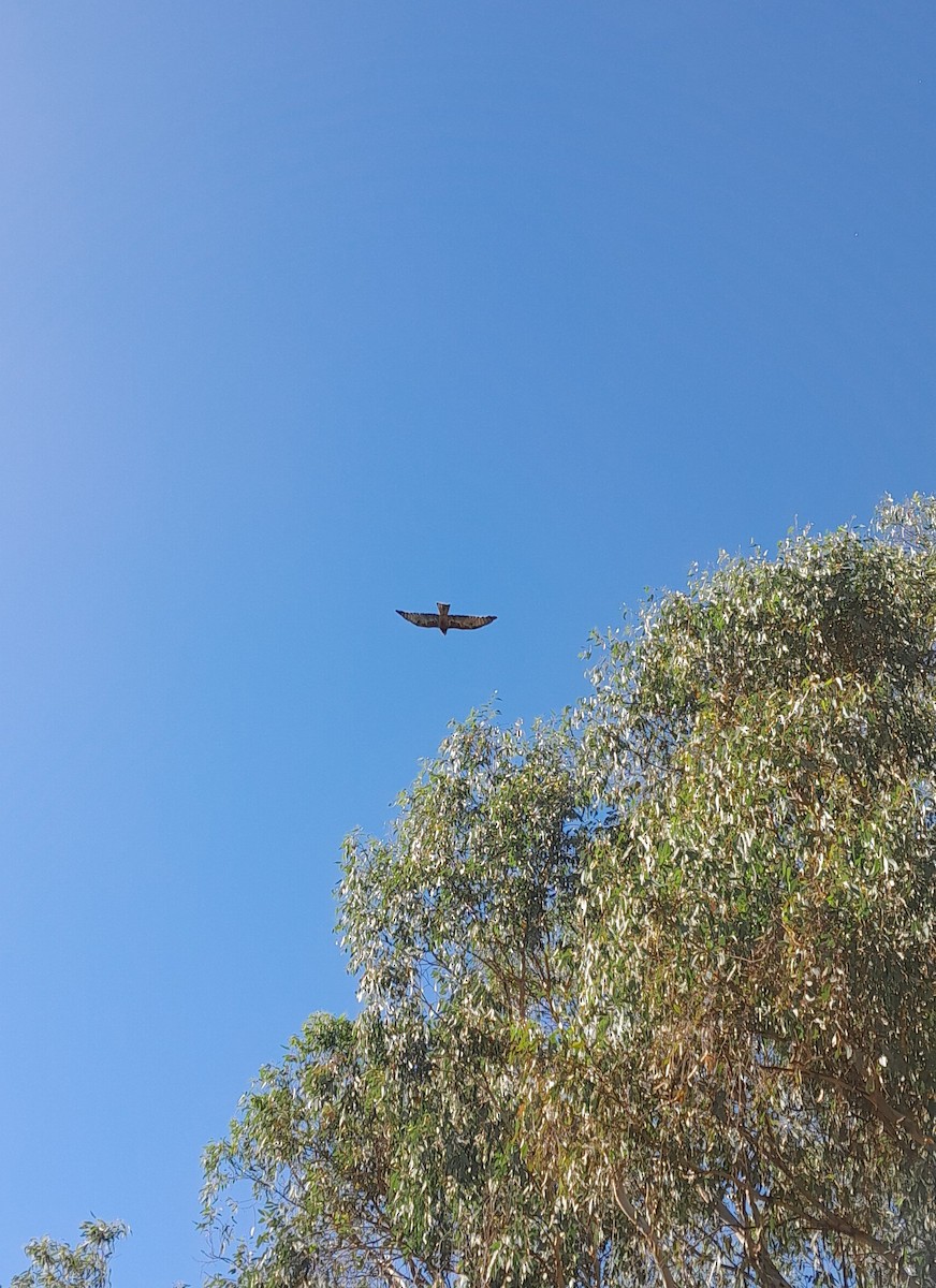 Square-tailed Kite - ML616255465