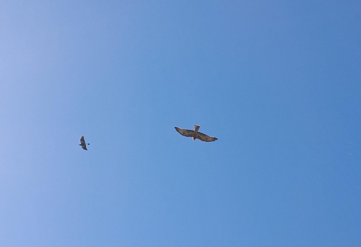 Square-tailed Kite - ML616255485