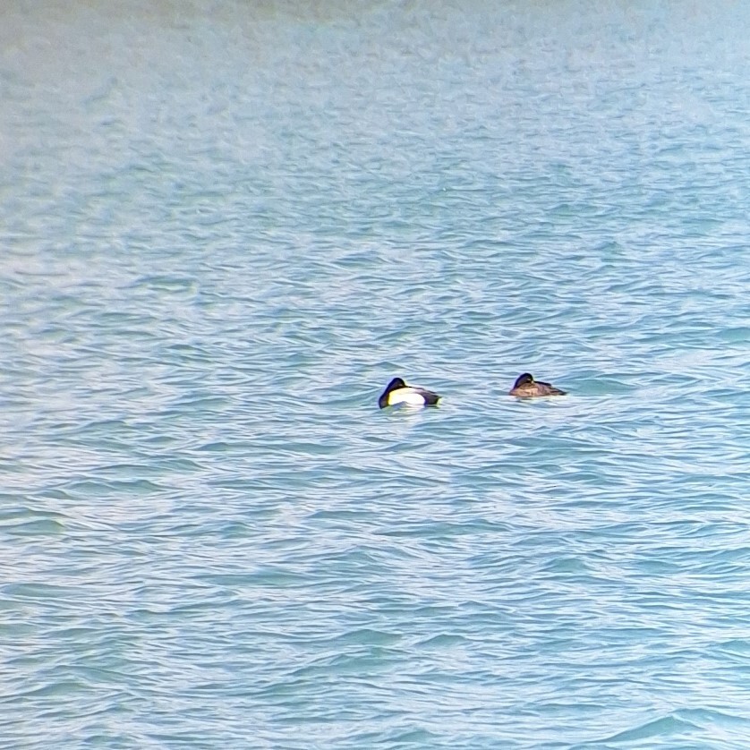 Lesser Scaup - Patrick M