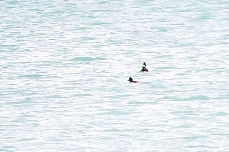 Lesser Scaup - Patrick M