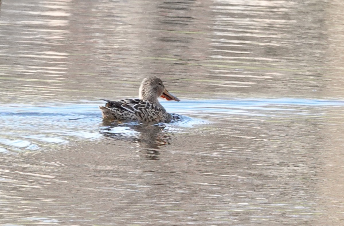 Northern Shoveler - Don Burggraf