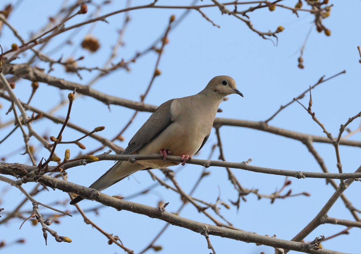 Mourning Dove - ML616255574