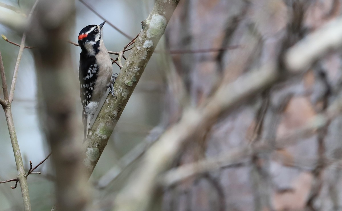 Downy Woodpecker (Eastern) - ML616255577