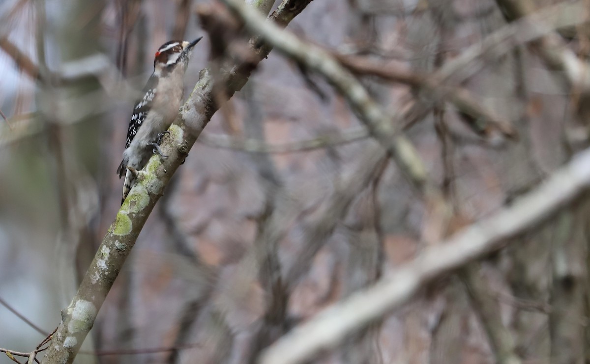 Downy Woodpecker (Eastern) - ML616255581