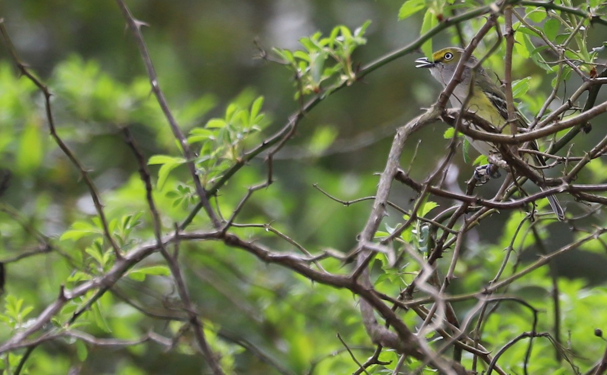 Vireo Ojiblanco - ML616255591