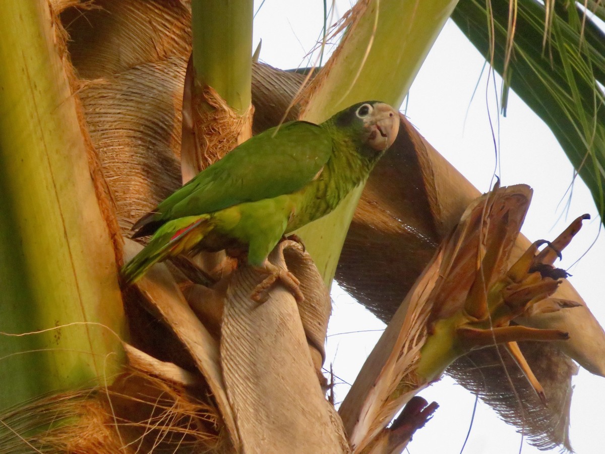 Hispaniolan Parrot - ML616255609