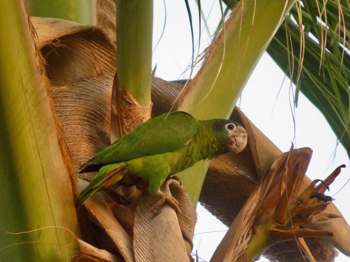 Hispaniolan Parrot - ML616255610