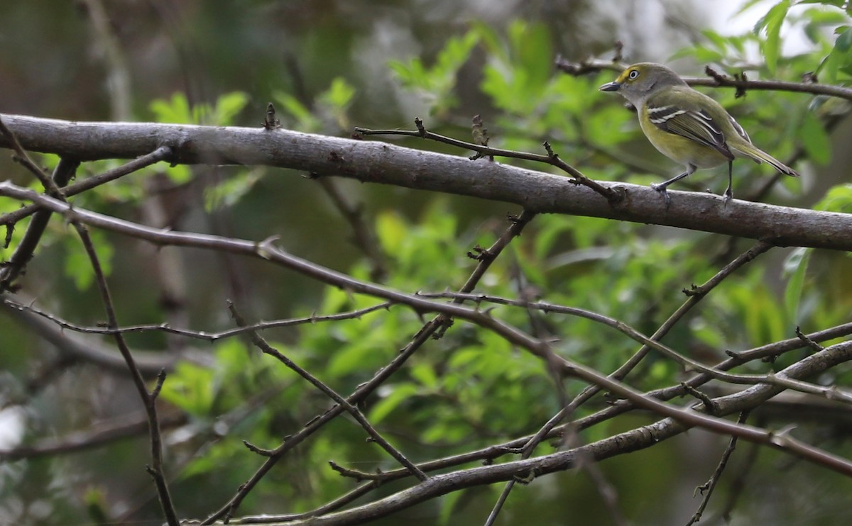 Vireo Ojiblanco - ML616255613