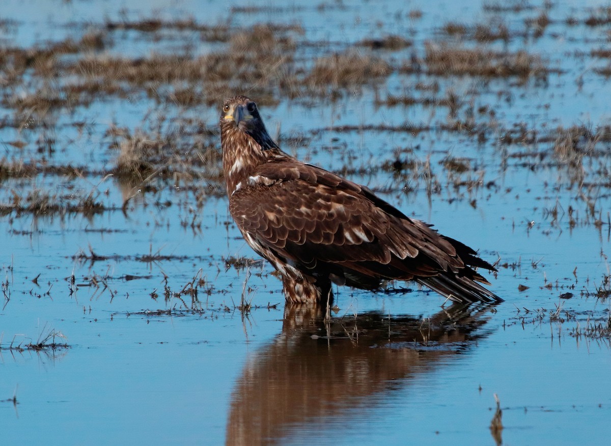 Bald Eagle - Mark  Ludwick