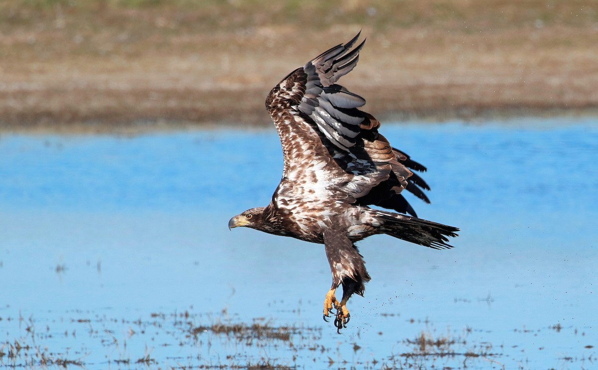 Bald Eagle - Mark  Ludwick