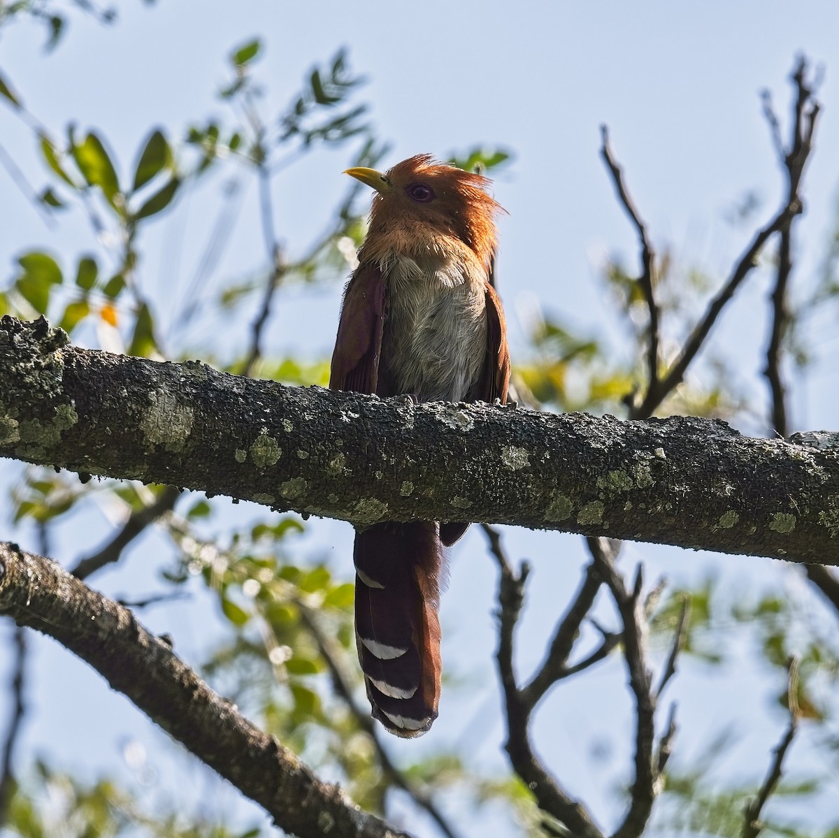 Little Cuckoo - ML616255636