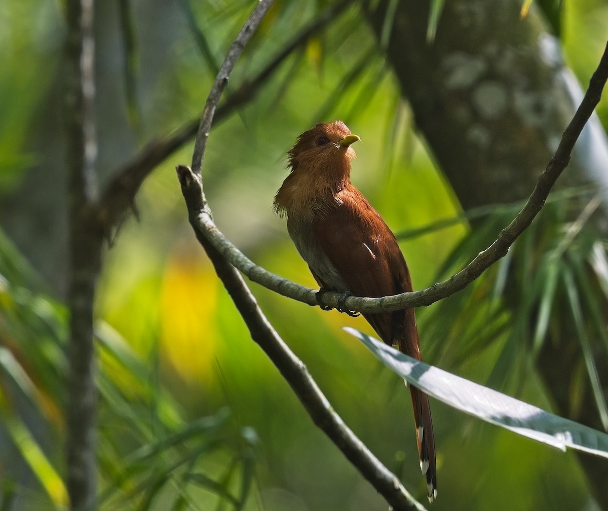 Little Cuckoo - ML616255638