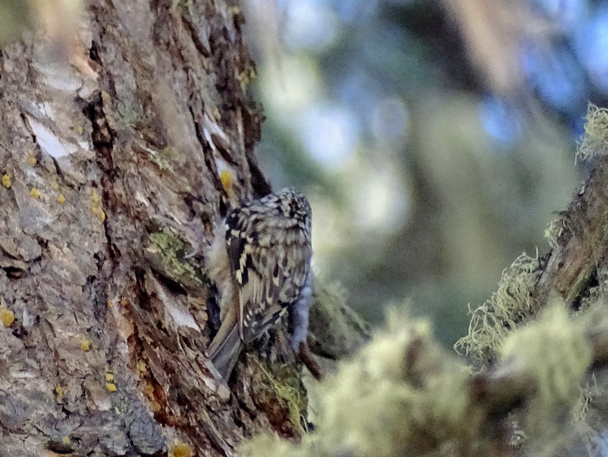 Brown Creeper - ML616255650