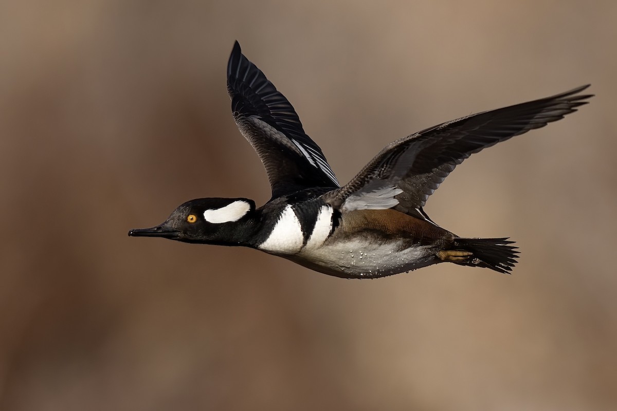 Hooded Merganser - ML616255659