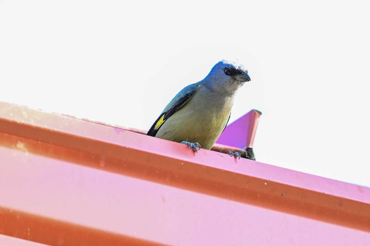 Yellow-winged Tanager - ML616255667