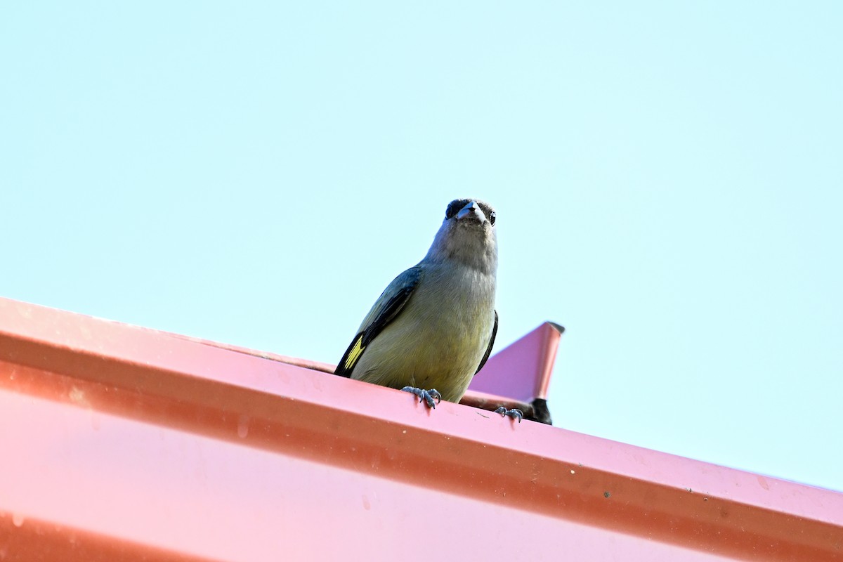 Yellow-winged Tanager - ML616255669