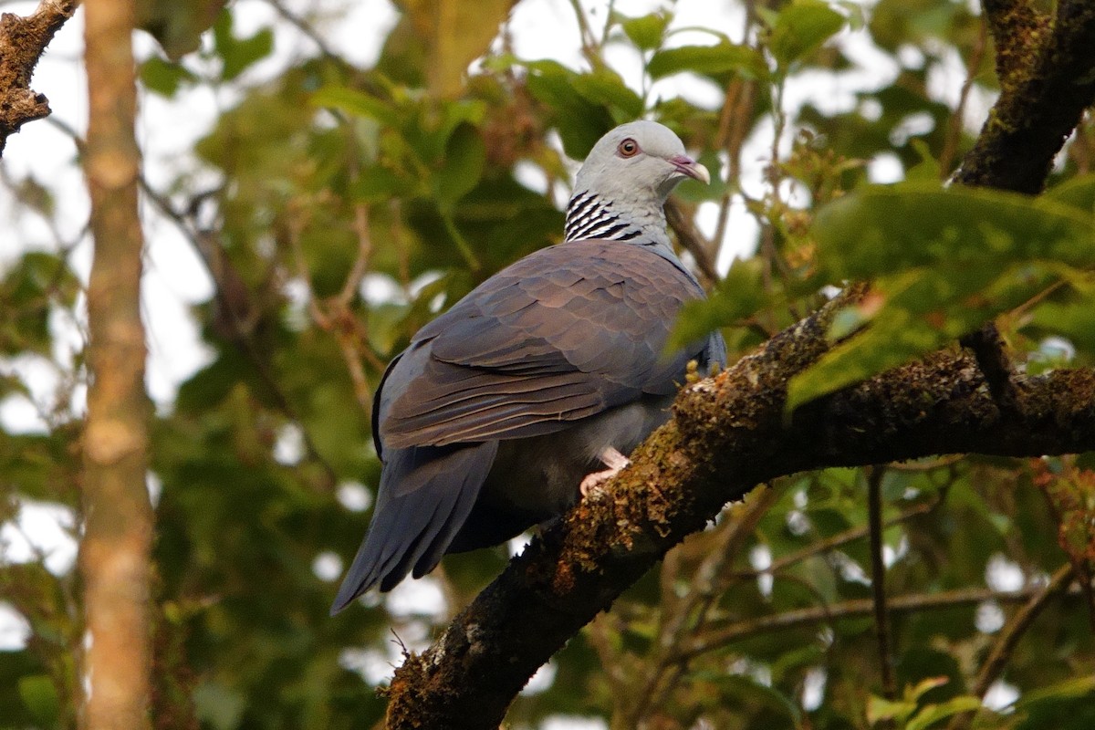 Nilgiri Wood-Pigeon - ML616255688