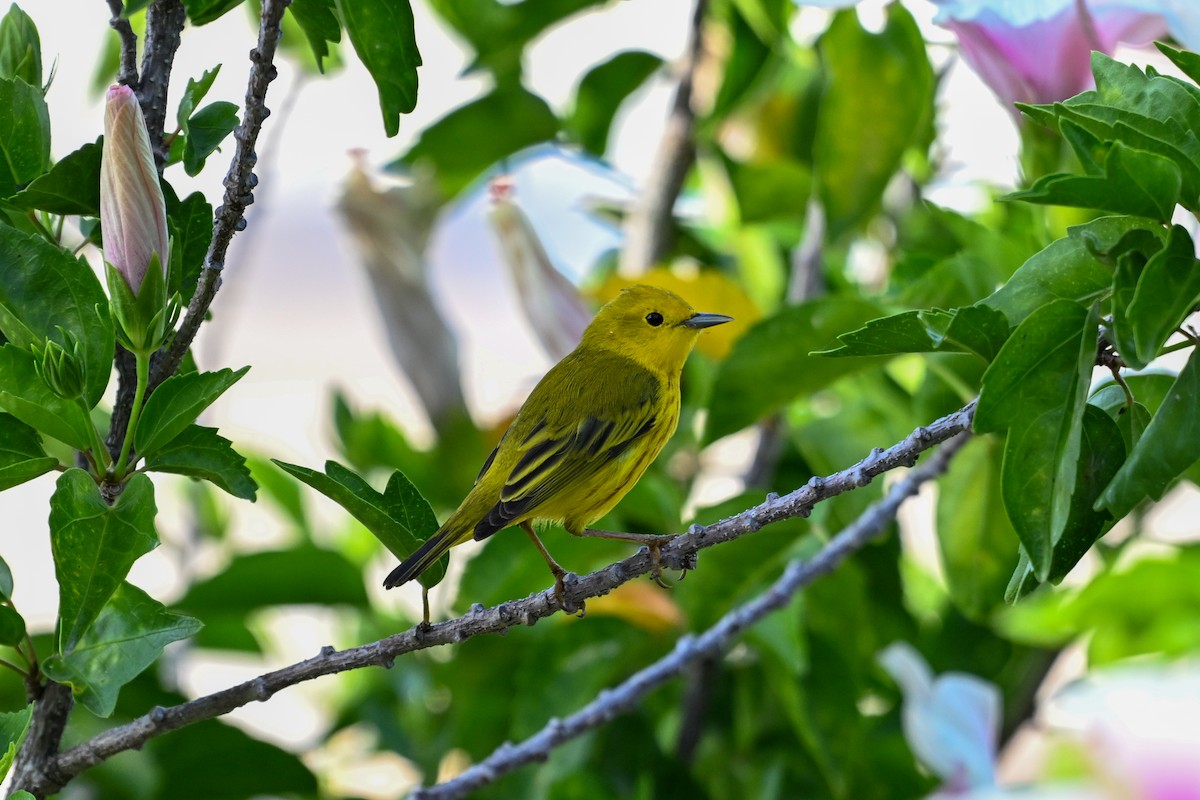 Yellow Warbler - ML616255705