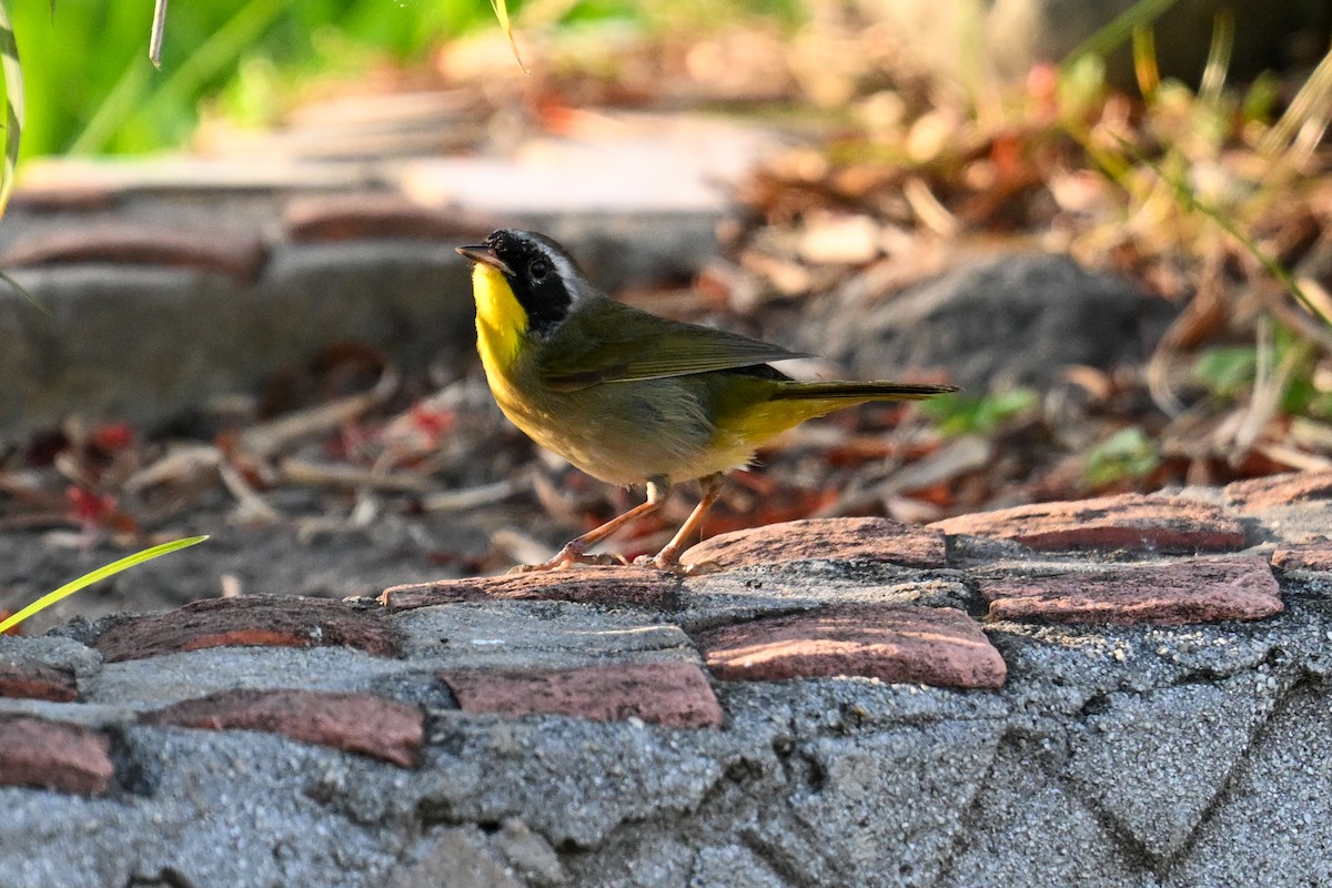 Common Yellowthroat - ML616255718