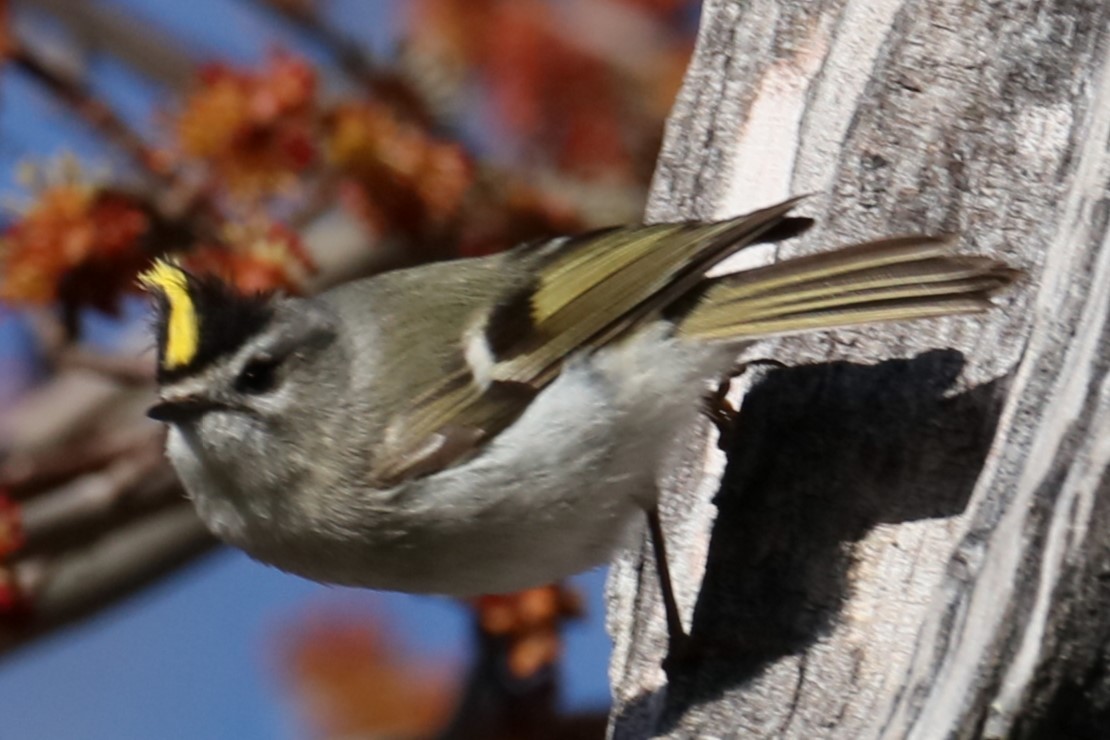 Golden-crowned Kinglet - ML616255720