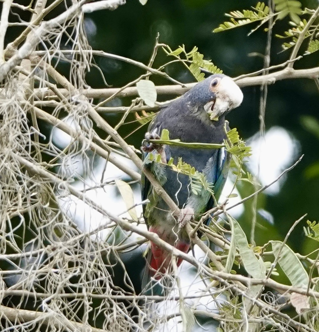 White-crowned Parrot - ML616255724