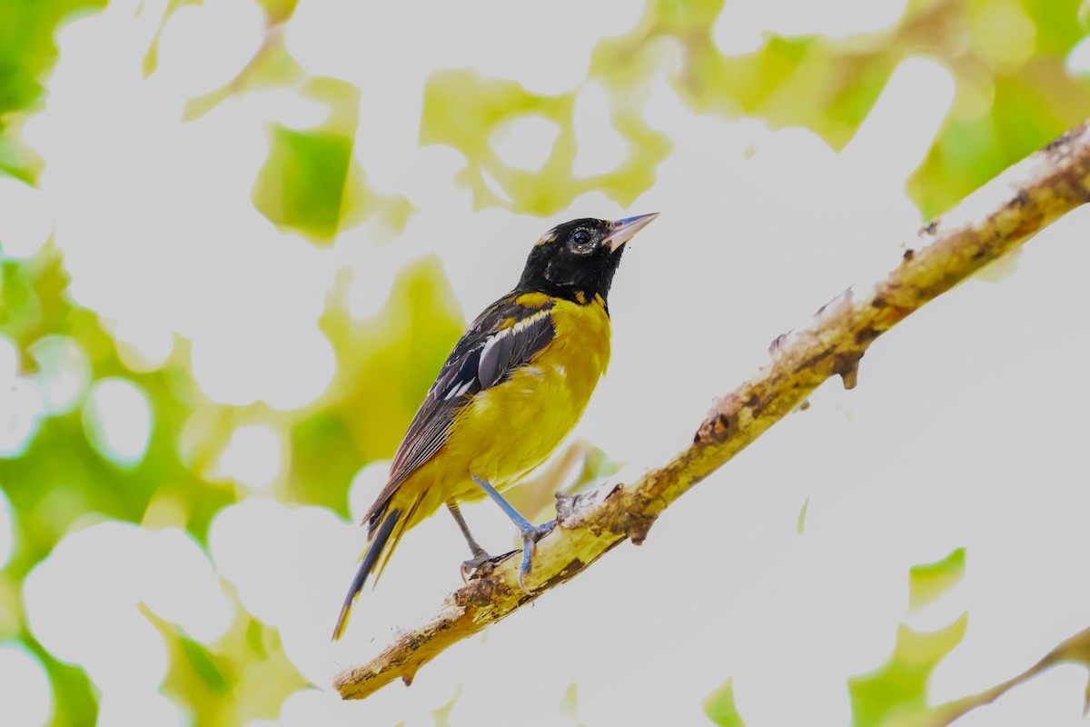 Baltimore Oriole - Kenneth Franklin