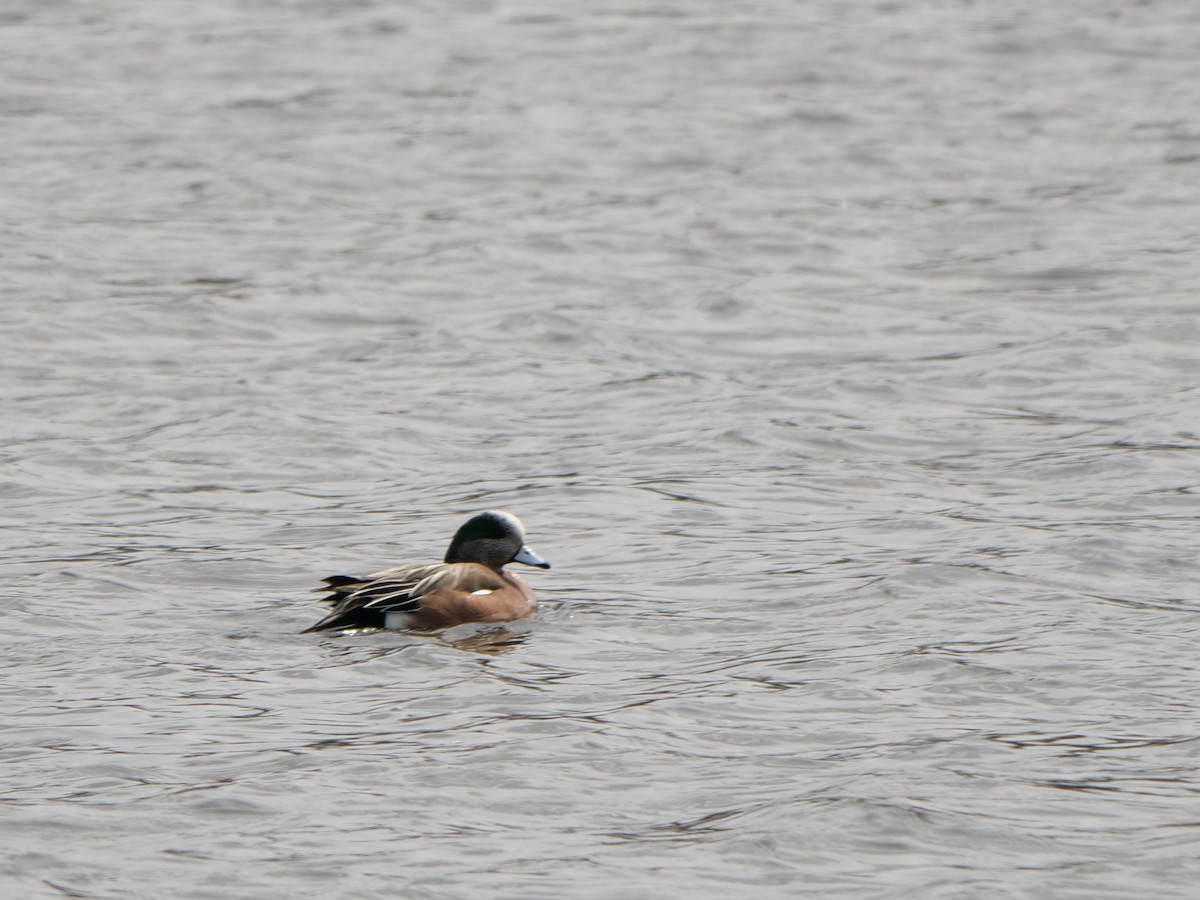 American Wigeon - ML616255759