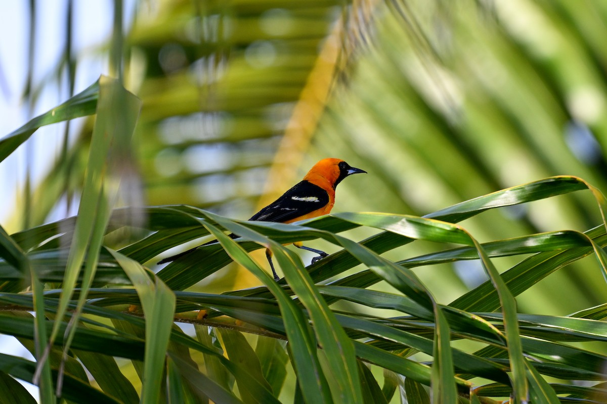 Hooded Oriole - ML616255768