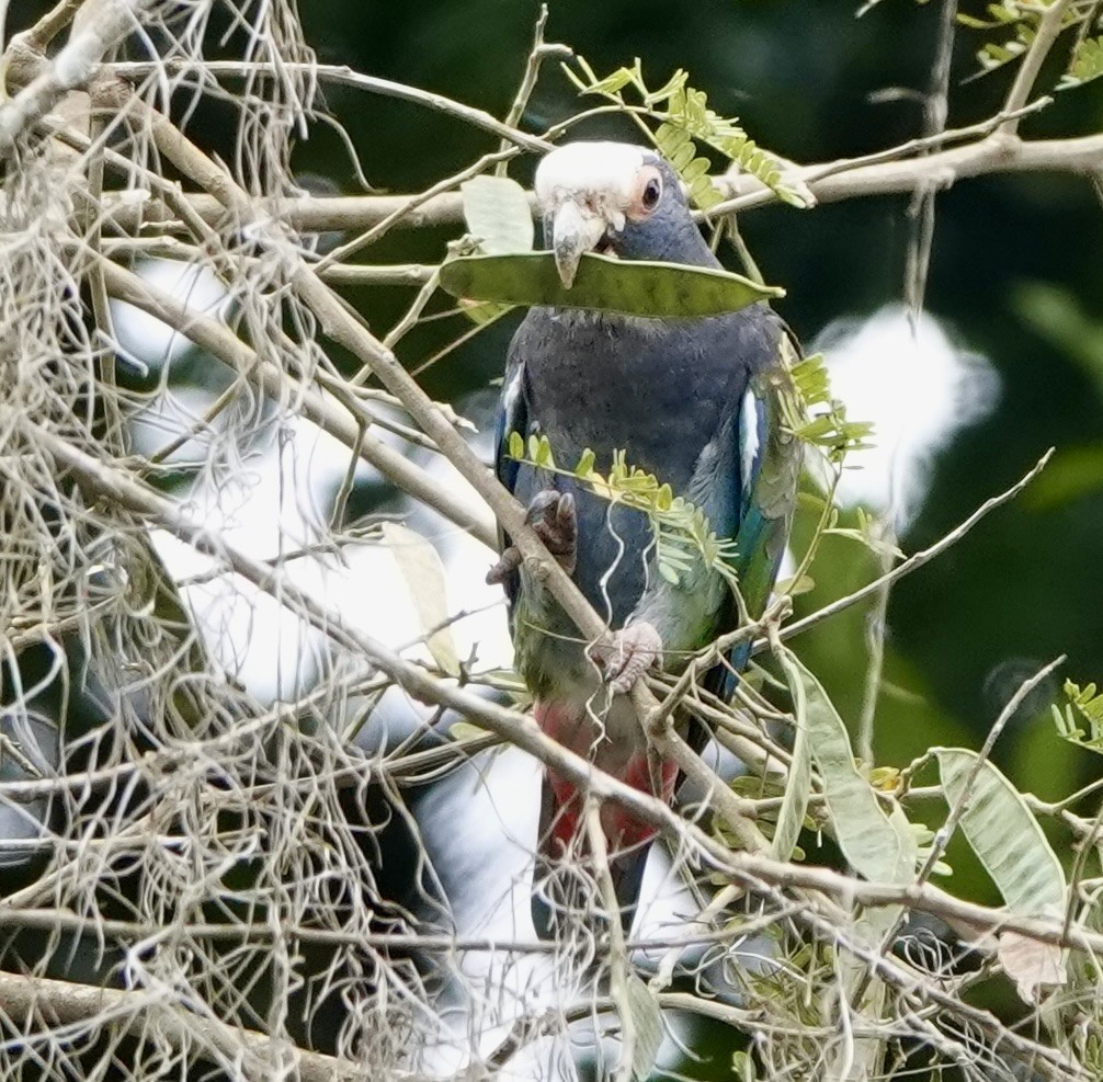 White-crowned Parrot - ML616255779