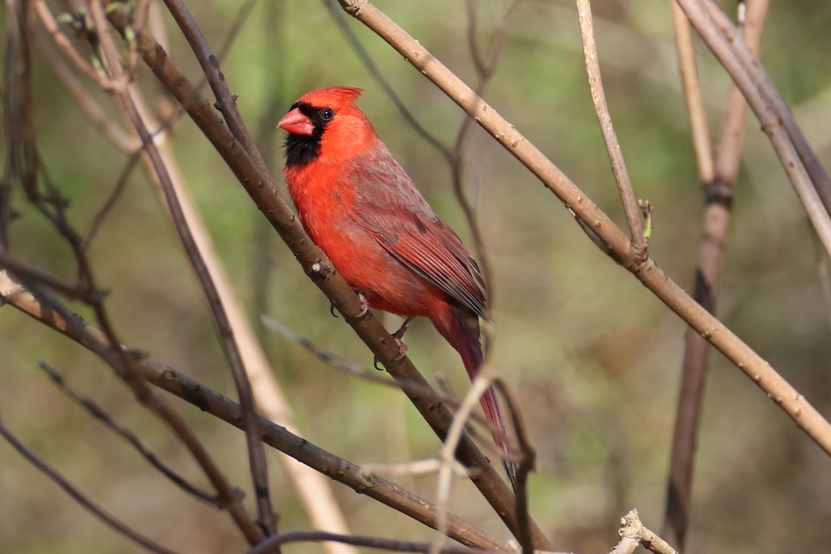 Cardinal rouge - ML616255818