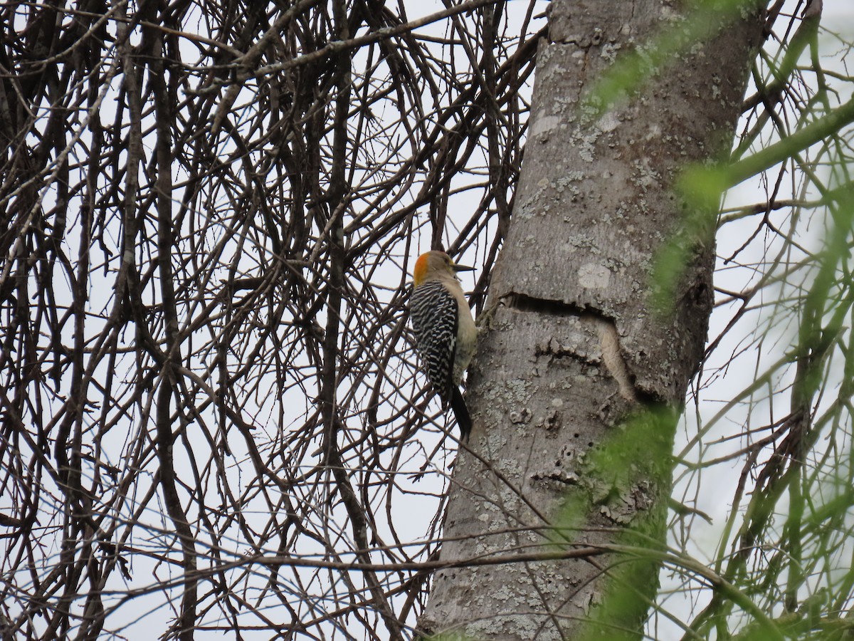 Golden-fronted Woodpecker - ML616255858