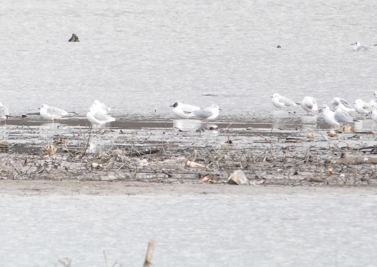 Black-headed Gull - Don Burggraf