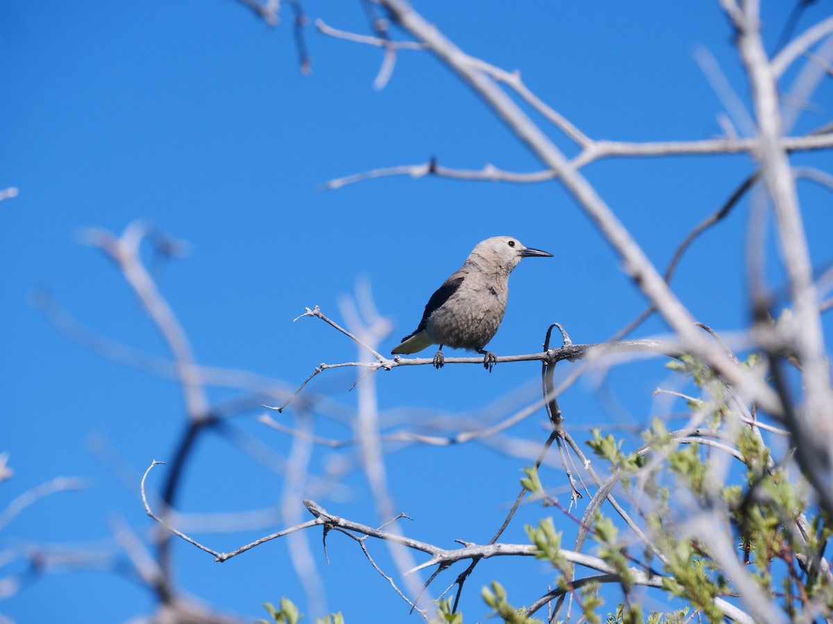 Clark's Nutcracker - Brett Hartl