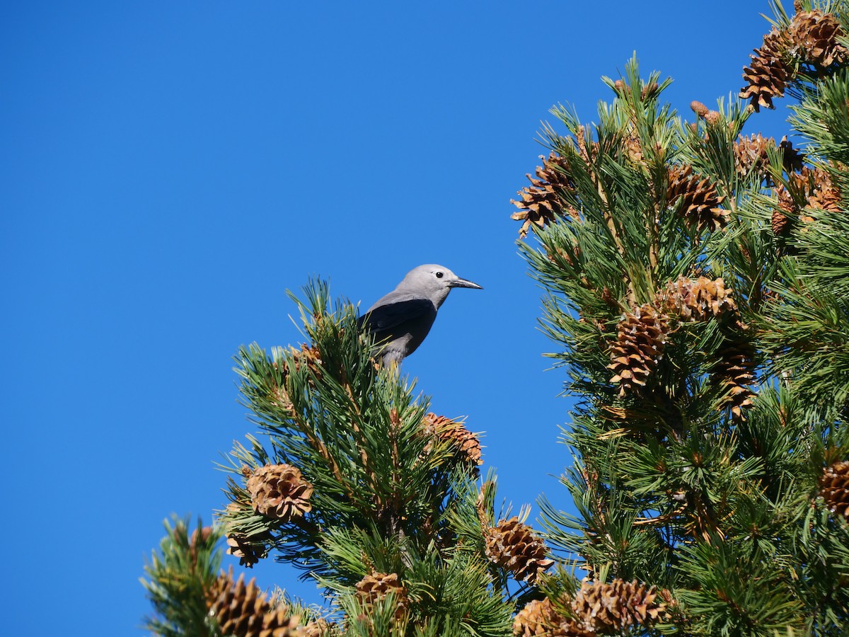 Clark's Nutcracker - ML616255877