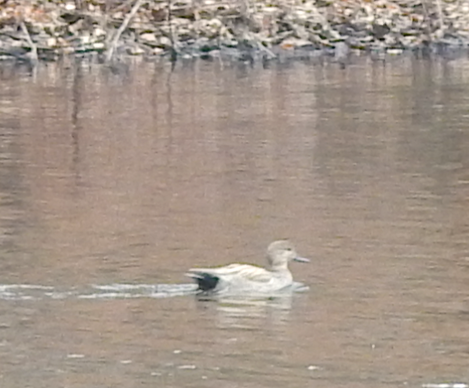 Gadwall - Mike McCarthy