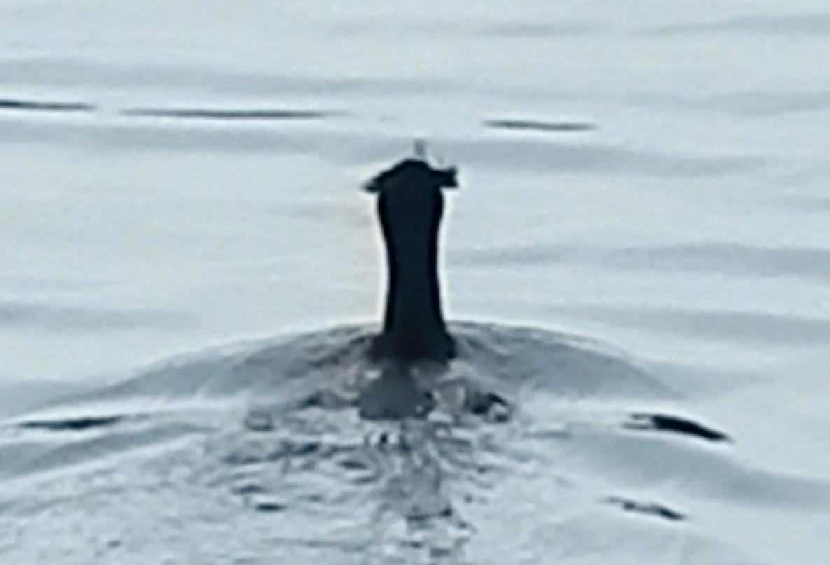 Double-crested Cormorant - Mike McCarthy