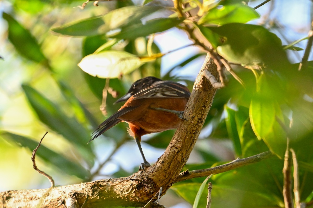 Orchard Oriole - ML616255909