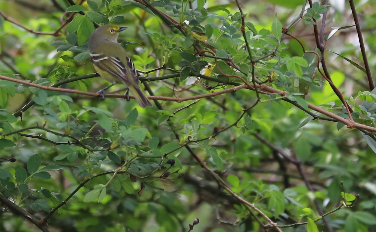 Ak Gözlü Vireo - ML616255911