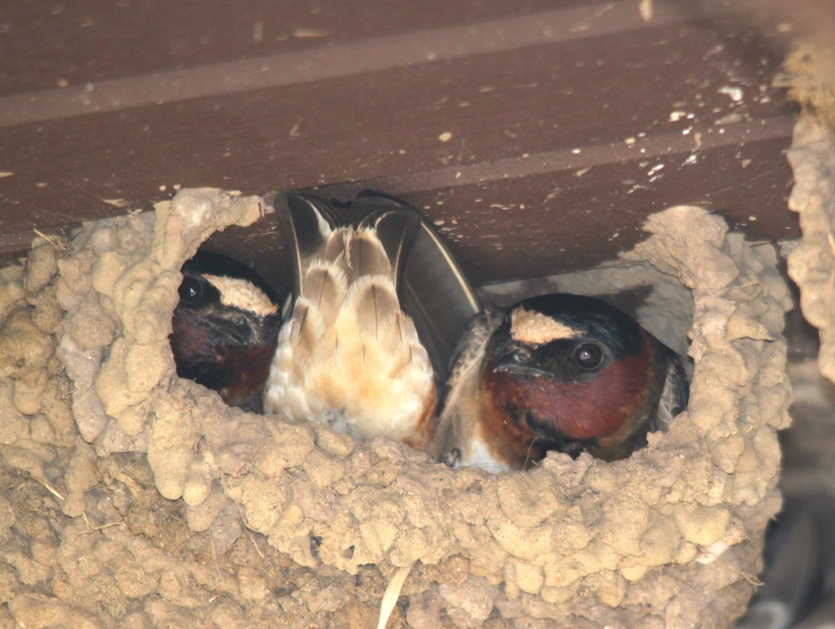 Cliff Swallow - ML616255913