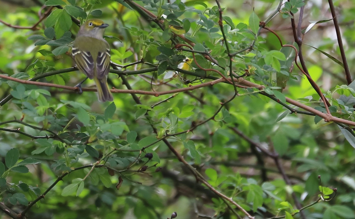 Ak Gözlü Vireo - ML616255920