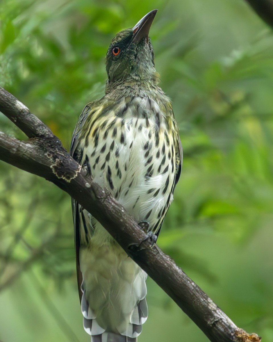 Olive-backed Oriole - Nina Beilby